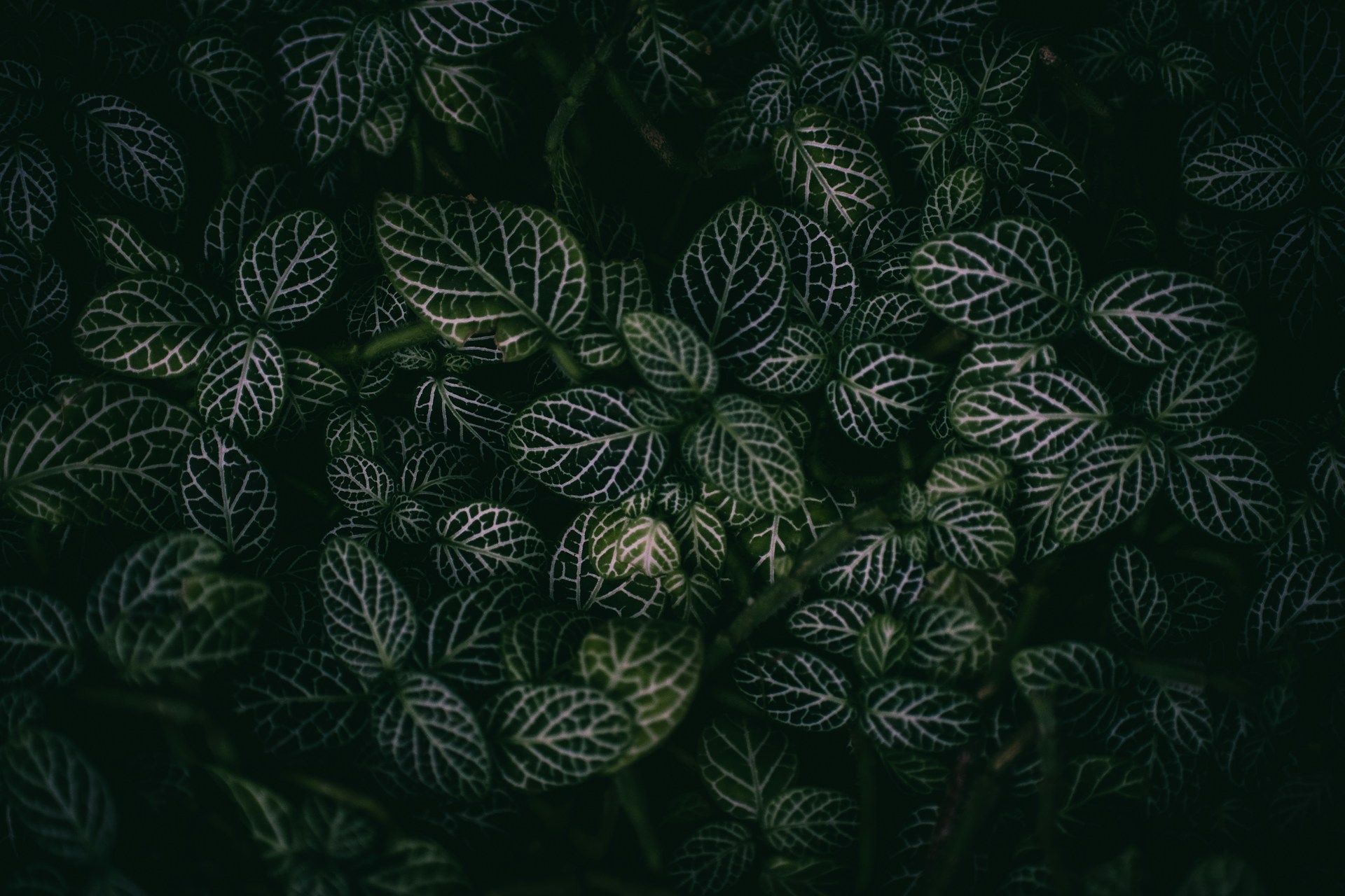 Overhead shot of moody plants